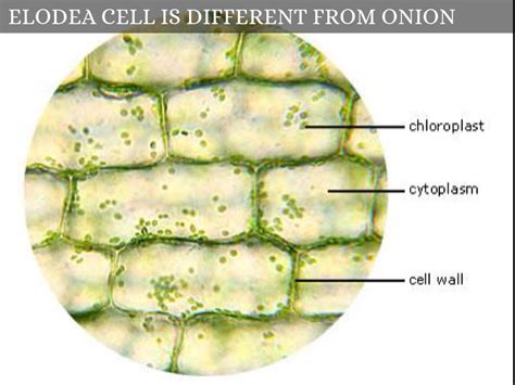 Onion Plant Cell Under Microscope Labeled Onion Cells Onion | The Best Porn Website