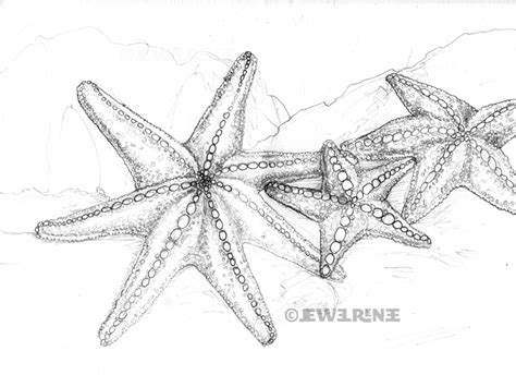 Jewel Renee Illustration: Starfish - 7 Legged and Otherwise.