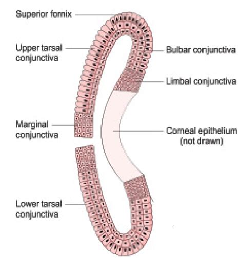 Anatomy of Conjunctiva - bulbar, palpebral,tarsal, fornix conjunctiva ...