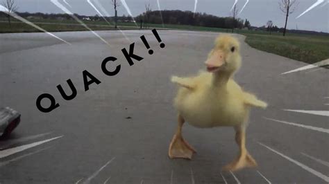 very fast duck running at incredible hihg speed - YouTube