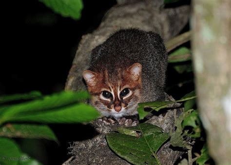 10 Incredibly Rare Wild Cat Species You Didn't Know Exist