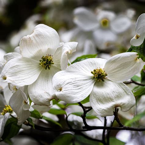 Flowering Dogwood - Kousa Venus - 2" Caliper B&B | Van Putte Gardens