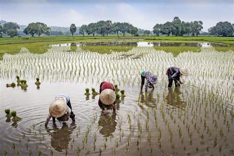 Filipinas who farm: Four women who found success in agriculture – Agriculture Monthly