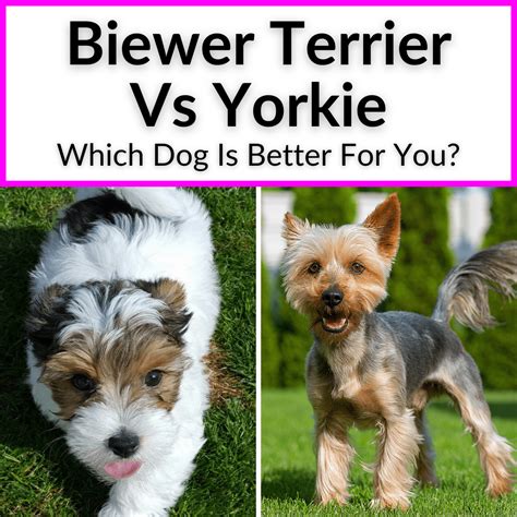 Biewer Terrier Vs Yorkie (Which Dog Is Better For You?)