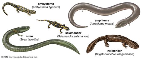 Life Cycle Of A Salamander