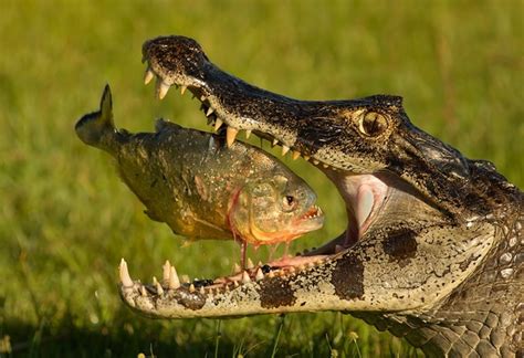 Crocodile with its prey-piranha - Photorator