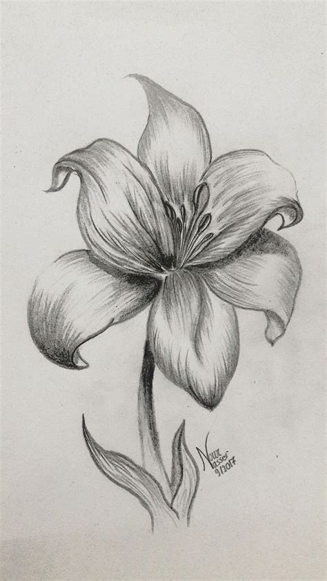 Pencil drawing Lily - Site Today | Pencil drawings of flowers, Nature sketches pencil, Art ...