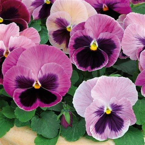 Pansies - Standard Pots | Kennedy's Country Gardens | Garden Center | Scituate, MA