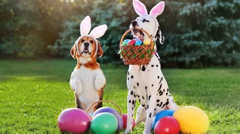 How to Host an Easter Egg Hunt for Dogs | The Sudsy Puppy Dog Grooming