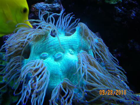 elegance coral | Saltwaterfish.com Forums for Fish Lovers!