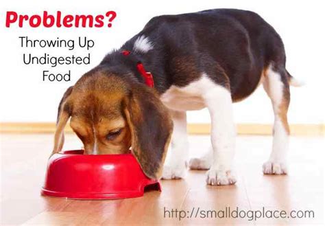 Your dog throwing up undigested food? Reasons and Solutions