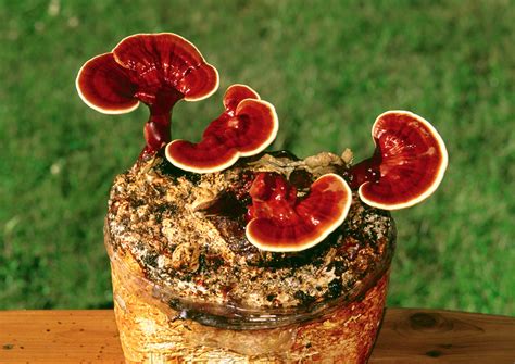 Ground-Breaking Ganoderma Benefits — HealthDigezt.com