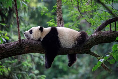 Do Pandas Live Wild and Freely in Japan? – YouGoJapan