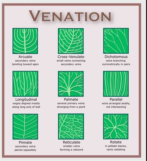 7 best Leaf Veins images on Pinterest | Types of, Leaves and A tree