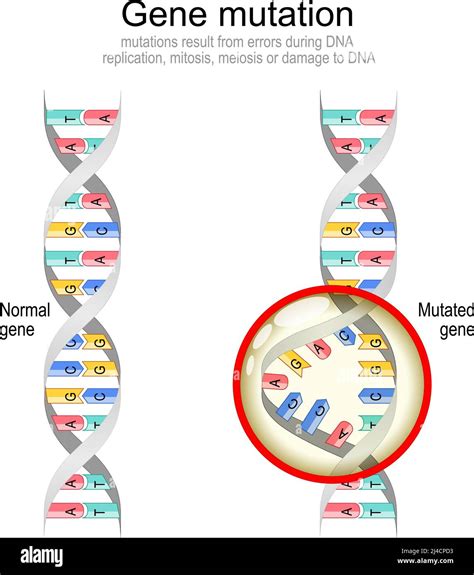 Dna Mutation