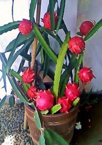 Dragon fruit live plant for pot - Bonsai Plants Nursery