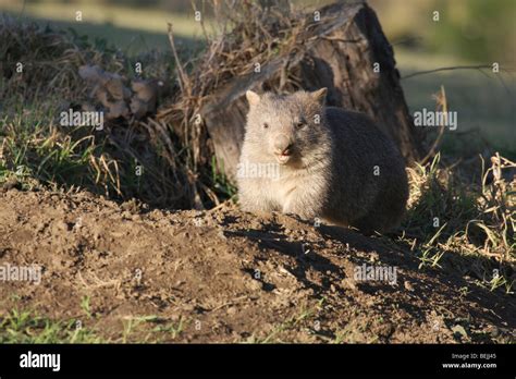 Common wombat at edge of burrow Stock Photo - Alamy