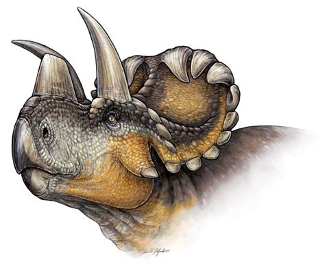 New Horned Dinosaur, Cousin of Triceratops, Discovered | Discover Magazine