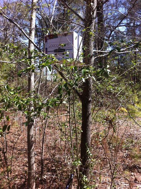 How to build an inexpensive bee swarm trap - Easily Grown Garden