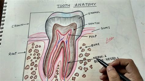 Tooth Anatomy Drawing