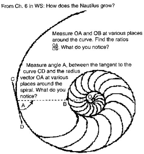 Comparing spirals for the Nautilus shell, the Fibonacci numbers and the ...