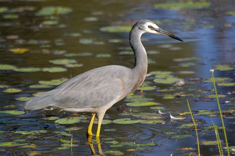 Family Ardeidae (Herons, Egrets & Bitterns) - Australian Bird photos