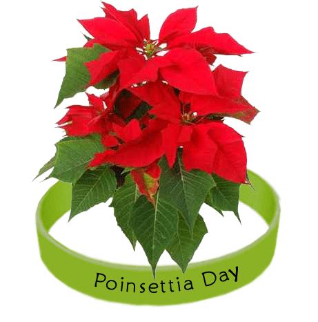 Celebrate National Poinsettia Day 2022 | The Days Of The Year