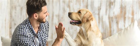 Can You Buy a Trained Emotional Support Dog? | Therapy Pet