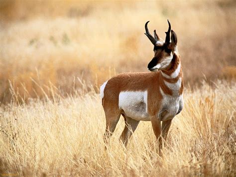 Pronghorn Facts, Habitat, Diet, Life Cycle, Baby, Pictures