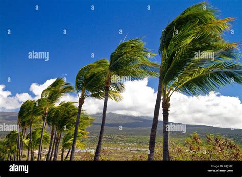 Wind blowing trees hi-res stock photography and images - Alamy