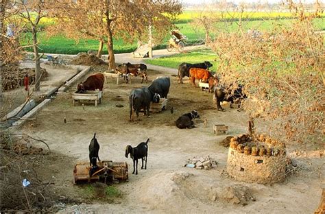 Cattle-Live-Stock-in-a-typical-village-in-Punjab-Photos-of-Villages-in-Pakistan | Village life ...