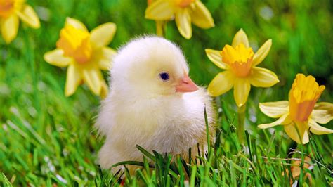 Cute Chicken Baby HD desktop wallpaper : Widescreen : High Definition : Fullscreen