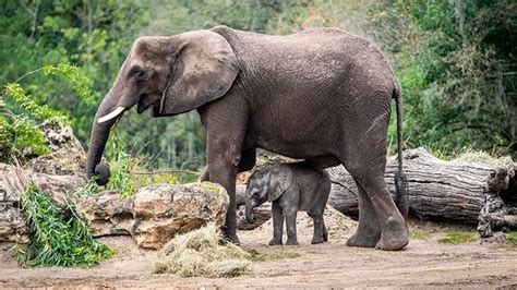 Disney's Animal Kingdom's baby elephant makes debut | wtsp.com