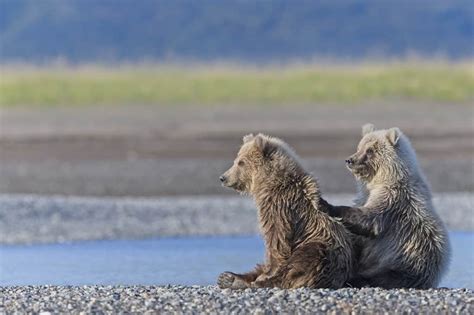 Grizzly Bear Cubs - Cool Wildlife