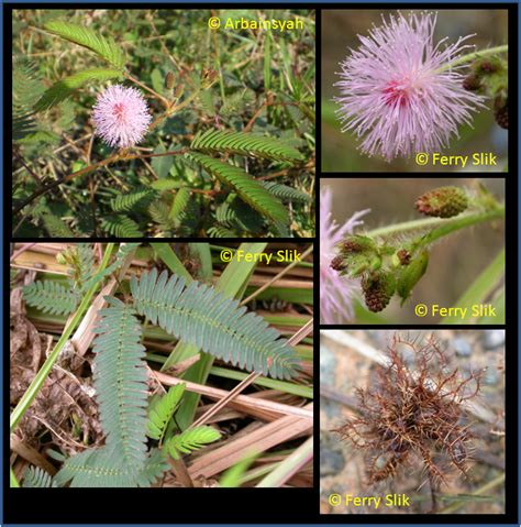 Mimosa Pudica Flower Parts | Best Flower Site