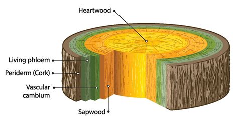 Dendrochronology - Tree Ring Records of Climate Change