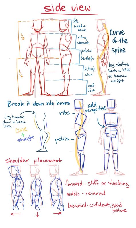 Art Tips/Refs/Techniques! on Twitter: "Side view Anatomy Tips by theredlinestation on tumblr!! # ...