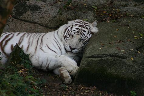 Sleeping White Tiger Animals Of Audubon Zoo New Orleans Louisiana ...