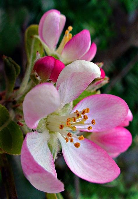 Apple blossoms | Beautiful flowers, Pretty flowers, Flowers photography