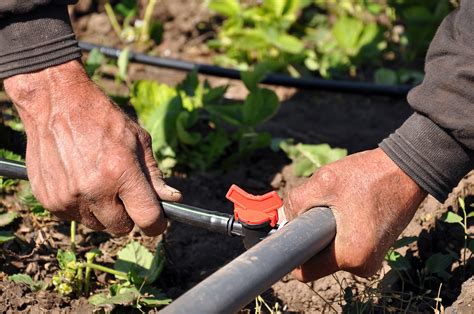 Drip Irrigation Installation - Sprinklers And Turf