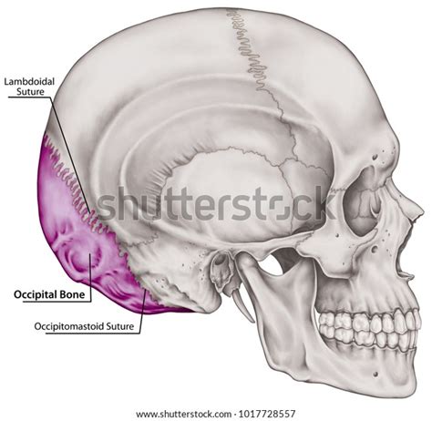 Occipital Bone Cranium Bones Head Skull Stock Illustration 1017728557