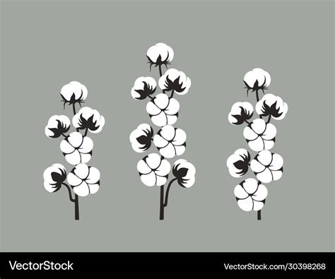 Cotton plant Royalty Free Vector Image - VectorStock