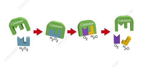 Action of catalase on hydrogen peroxide - Stock Image - C024/6867 ...