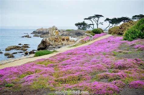 Lovers Point Park, California | California pictures, Pacific grove california, Pacific grove