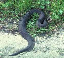 Venomous Snake Safety — Texas Parks & Wildlife Department