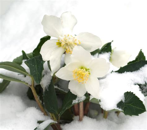 Christrose im Steckbrief » Das Wichtigste auf einen Blick