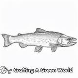 Trout Coloring Pages  Free & Printable sketch template
