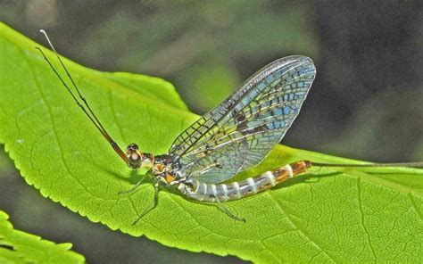 Freshwater insects recover while spiders decline in UK - ScienceBlog.com