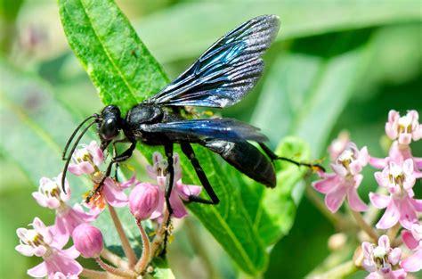 The Great Black Wasp » Focusing on Wildlife