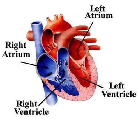 Pictures Of Chambers Of The Heart